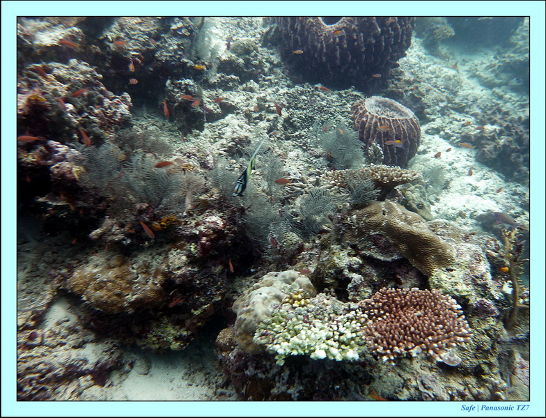 2011 - 08 - Borneo - Sipadan 039